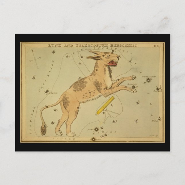 Lynx och Telescopium Herschilii Vykort (Framsida)