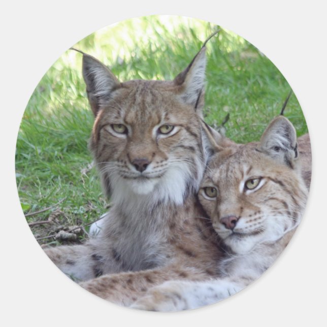 lynx-par runt klistermärke (Framsida)