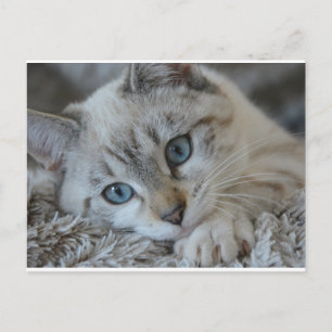 Lynx Point Siamese Vykort