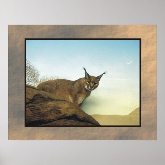 Lynx Poster (Framsidan)