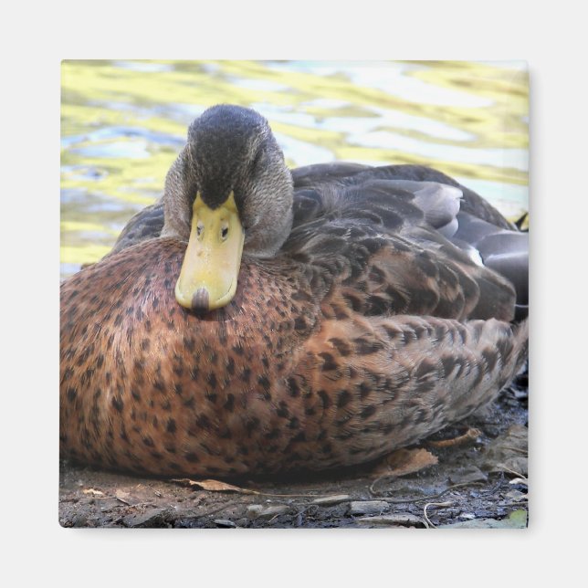 Lynx Sjö Waterfowl Magnet (Framsidan)