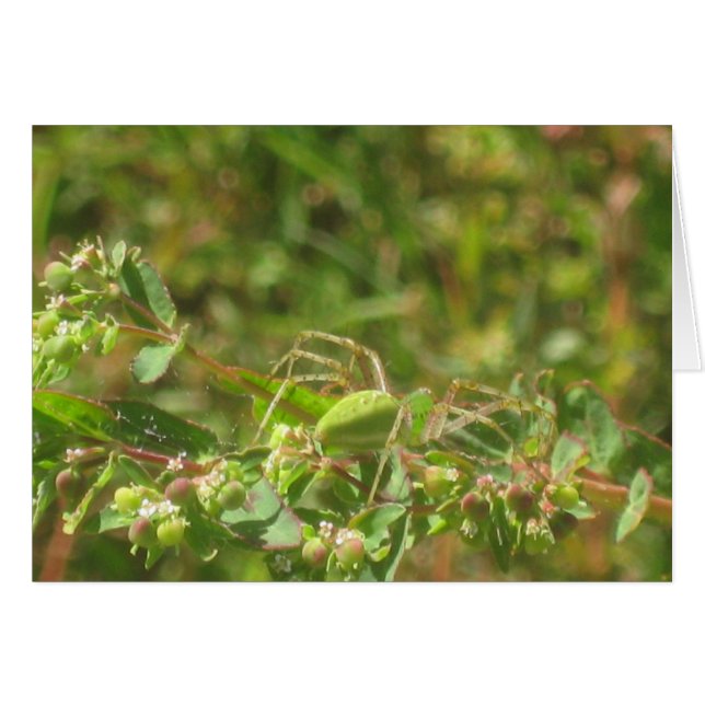 Lynx Spider Hälsningskort (Framsidan Horizontal)