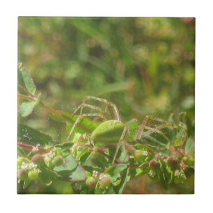 Lynx Spider Kakelplatta
