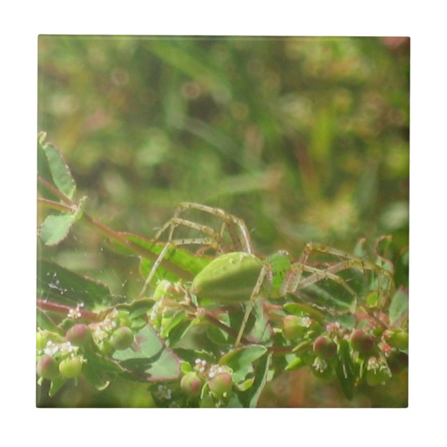 Lynx Spider Kakelplatta (Framsidan)
