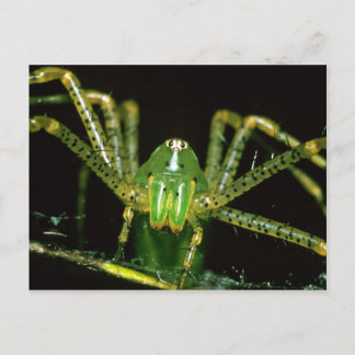 Lynx Spider Vykort