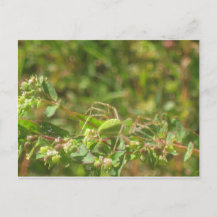 Lynx Spider Vykort