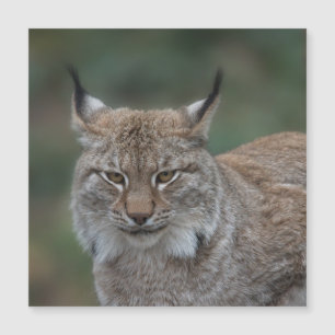 Lynx Tittar åt dig