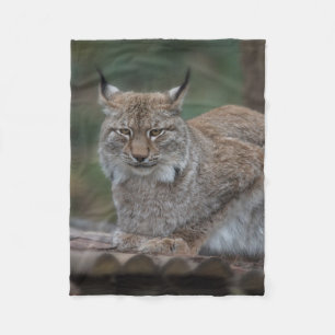 Lynx Tittar åt dig Fleecefilt