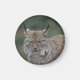 Lynx Tittar åt dig Magnet