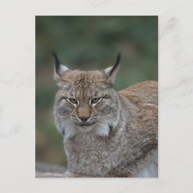 Lynx Tittar åt dig Vykort (Framsida)