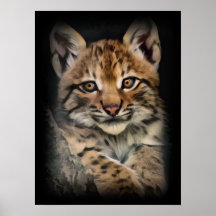 Lynx Unge