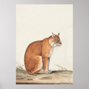 Lynx-Vintage naturmålning av kattvilt Poster