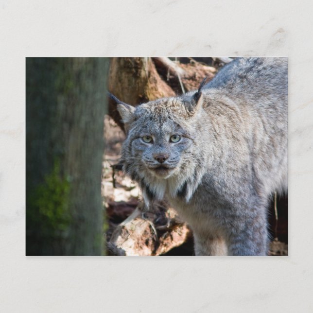 Lynx Vykort (Framsida)