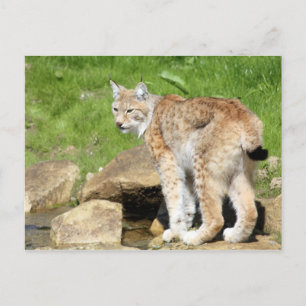 Lynx Vykort