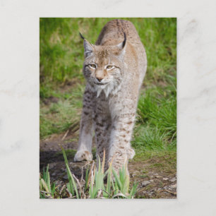 Lynx Vykort