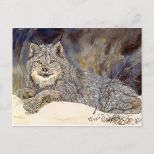Lynx-vykort Vykort
