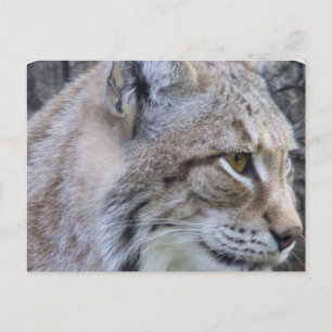 Lynx-vykort Vykort