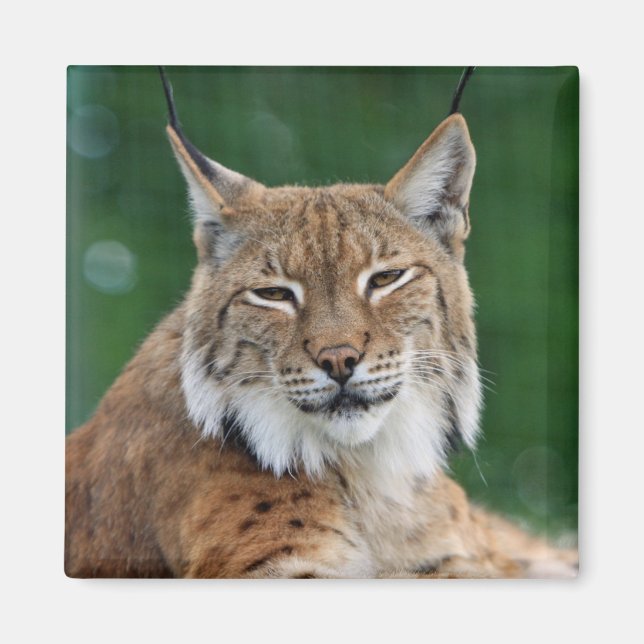 Lynx/Wildcat Magnet (Framsidan)