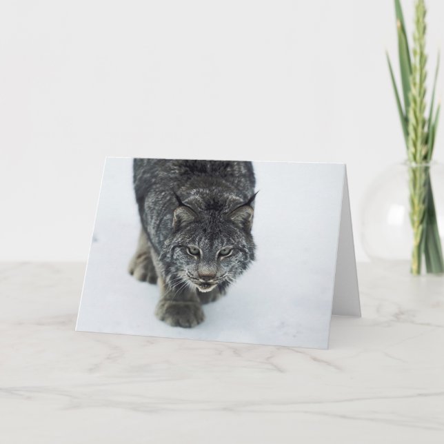 Lynx Winter Helgkort (Framsida)