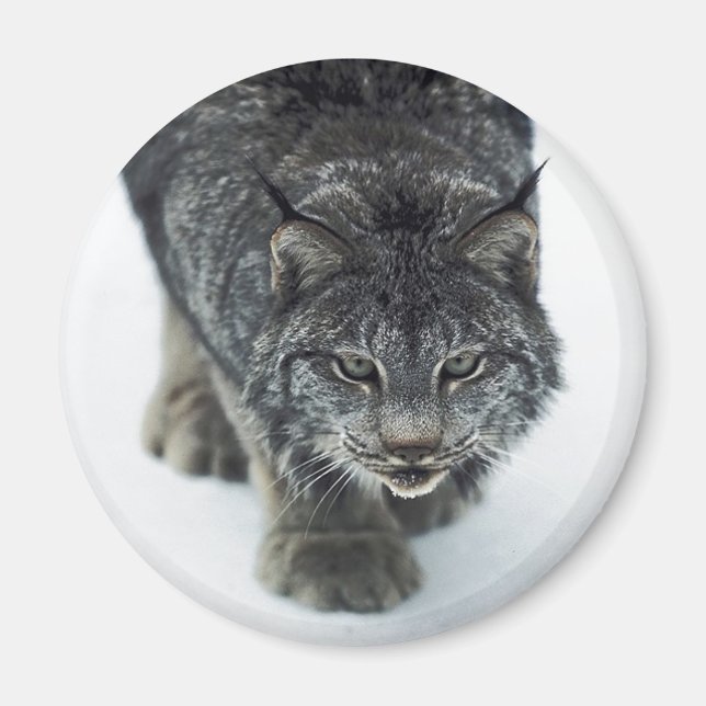 Lynx Winter Magnet (Framsidan)