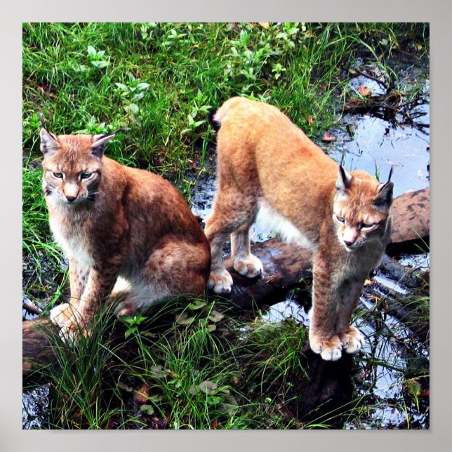 Lynxes poster (Framsidan)