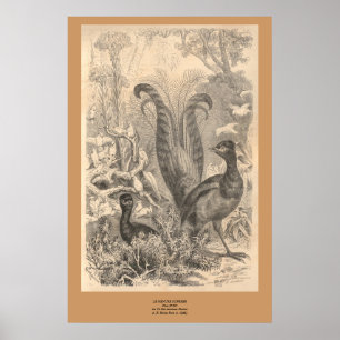 Lyre Bird Poster