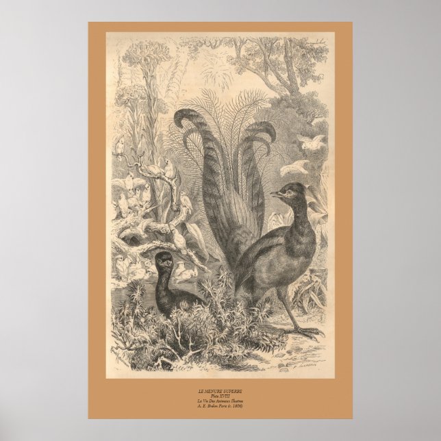 Lyre Bird Poster (Framsidan)