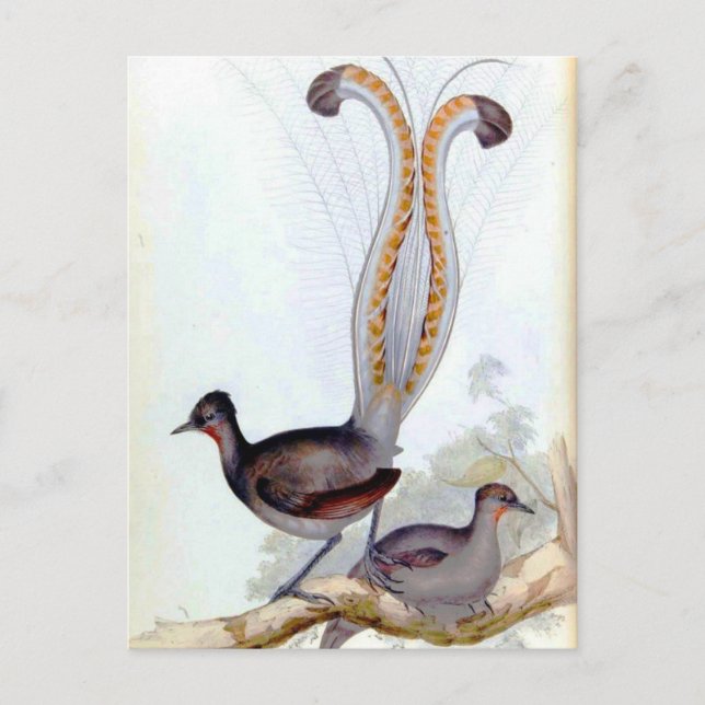 Lyre Bird Vintage affisch Vykort (Framsida)