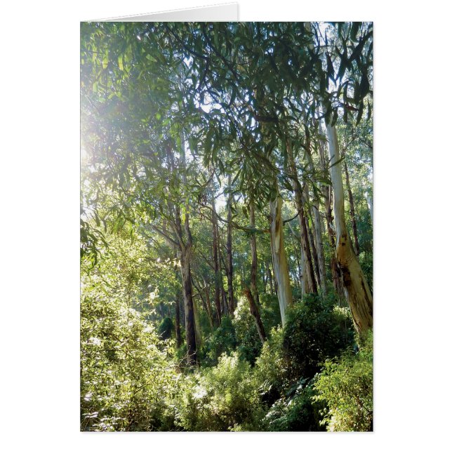 "Lyrebird Forest" - kort för vardagsmat (Framsidan)