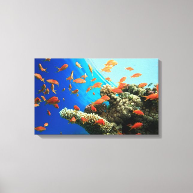 Lyretail anthias on coral reef canvastryck (Framsida)