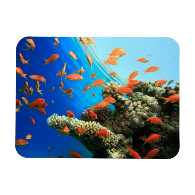 Lyretail anthias on coral reef magnet (Horisontell)