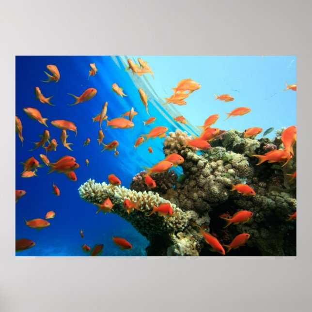 Lyretail anthias on coral reef poster (Framsidan)