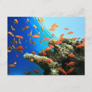Lyretail anthias on coral reef vykort