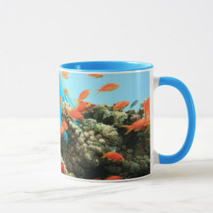 Lyretail anthias på korallreven mugg