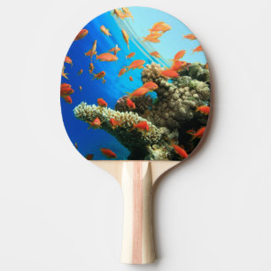 Lyretail anthias på korallreven pingisracket