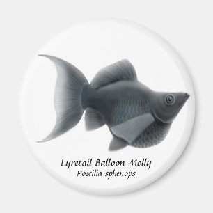 Lyretail ballongMolly Magnet