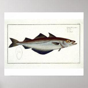 Lyrtorsken (Pollachiuspollachius) pläterar LXVIII Poster