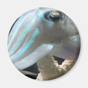 Lysande bläckfisk magnet