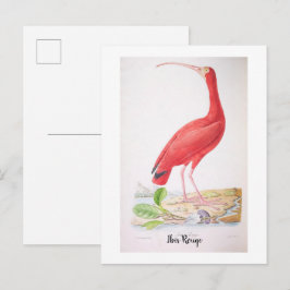 Lysande fåglar från Brasilien - Ibis Rouge Vykort
