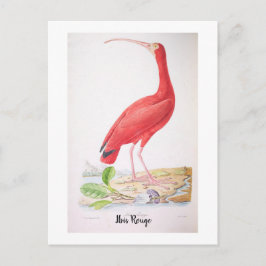 Lysande fåglar från Brasilien - Ibis Rouge Vykort