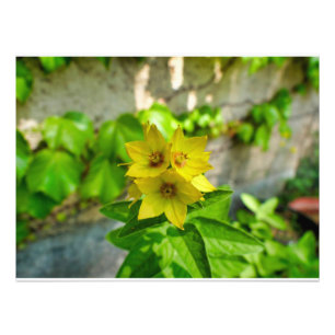 Lysimachia punctata fototryck