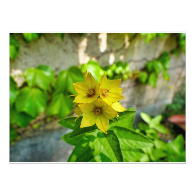 Lysimachia punctata fototryck (Framsidan)