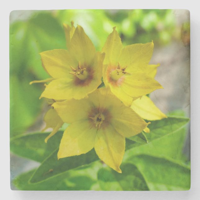 Lysimachia punctata stenunderlägg (Framsidan)