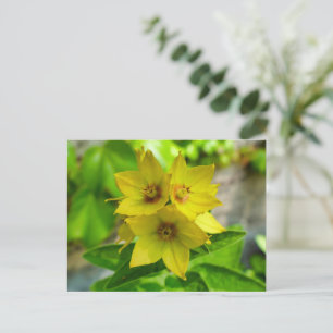 Lysimachia punctata vykort