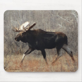 M10 Bull Moose Musmatta
