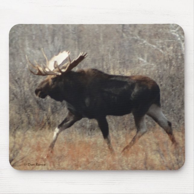 M10 Bull Moose Musmatta (Framsidan)