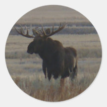 M1 Älg Stora Tjur