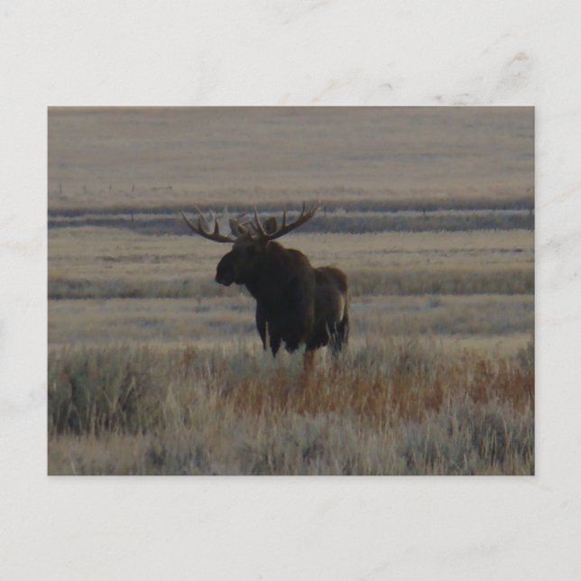 M1 Bull Moose Big Bull Vykort (Framsida)