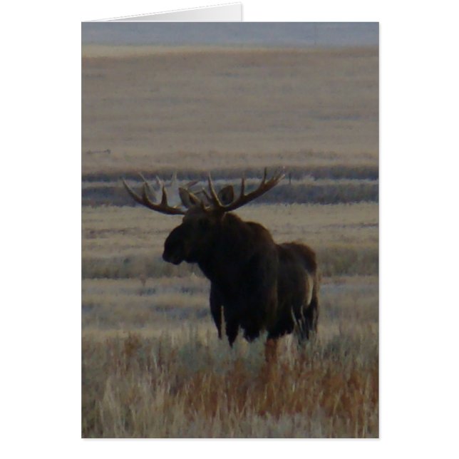 M1 Bull Moose Hälsningskort (Framsidan)