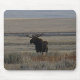 M1 Bull Moose Musmatta